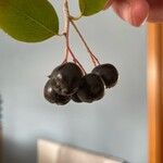 Aronia melanocarpa Fruit