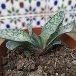 Gasteria pillansii Yaprak