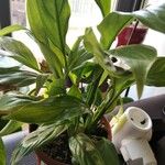 Spathiphyllum floribundum Folha