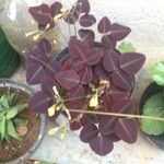 Oxalis hedysaroides Leaf