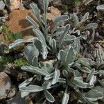 Jacobaea uniflora Folio