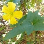 Luffa cylindrica Flower