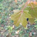 Alangium platanifolium Hoja