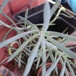 Dudleya densiflora Blüte