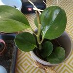 Peperomia magnoliifoliaFolha