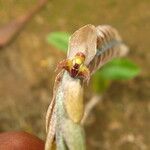 Bulbophyllum lupulinum Flower