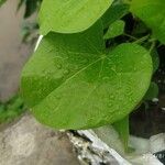 Tinospora cordifolia 葉