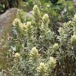 Castilleja grisea Hábito