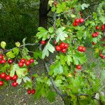 Crataegus rhipidophylla Φρούτο