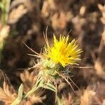 Centaurea melitensis 花