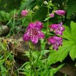 Penstemon triflorus