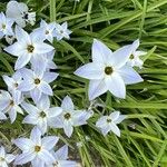 Ipheion uniflorum Flor