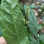 Mercurialis leiocarpa Floare