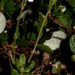 Androsace obtusifolia Libunga