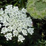 Ammi majus Květ