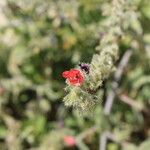 Echium angustifolium Flower