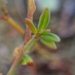 Polygonum plebeium Levél