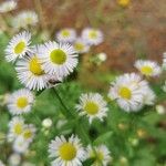 Erigeron strigosus Цвят