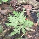 Selaginella arthritica Folla