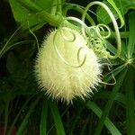 Sechium edule Φρούτο