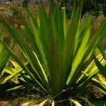 Furcraea foetida Leaf