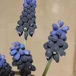 Muscari botryoides Flower