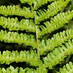 Dryopteris oreades পাতা