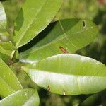 Calophyllum brasiliense Blatt