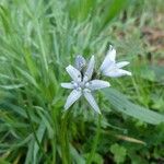 Scilla verna Flower