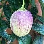 Solanum muricatum Fruto