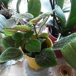 Pilea mollis Frunză