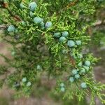 Juniperus ashei Frucht
