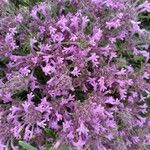 Thymus longiflorus Flower