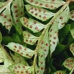 Polystichum aculeatum Blomst