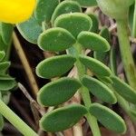 Coronilla vaginalis Leaf