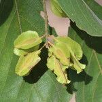 Combretum molle Fruit