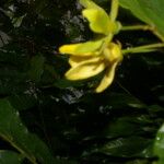 Guatteria dolichopoda Flower