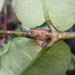 Cuviera longiflora Hoja