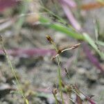 Fimbristylis autumnalis