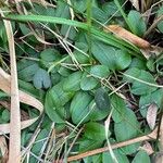 Pterostylis curta ᱥᱟᱠᱟᱢ