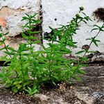 Spermacoce verticillata आदत