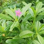 Talinum fruticosum Flower