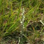 Spiranthes spiralisŽiedas