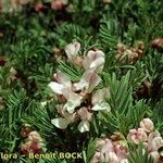 Vicia argentea Hábito