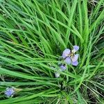 Iris unguicularis Hábito