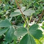 Aquilegia alpina Blad