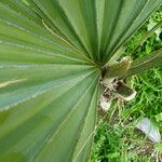 Sabal palmetto 葉