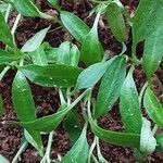 Capsicum chinense 葉