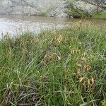 Eriophorum latifolium Habitus