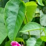 Dolichandra chodatii Leaf